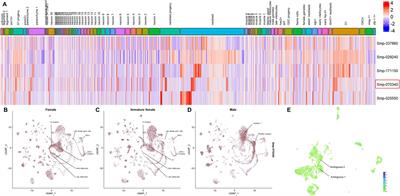 Schistosoma mansoni coactivator associated arginine methyltransferase 1 (SmCARM1) effect on parasite reproduction